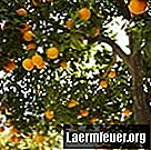 과일 나무 용 수제 비료