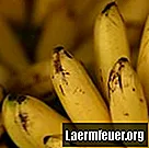 Sú banány zlé pre vtáky?