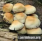 Jestive gljive koje rastu na kori stabala