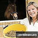 Cara memberi makan kuda dengan dedak soya