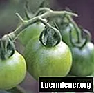 家庭で緑のトマトを熟させる方法