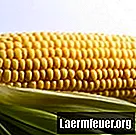 Kā sildīt sasalušās kukurūzas vālītes