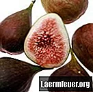 Jak zbierać nasiona fig