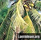 Hvordan du lagrer kokosnøttvann
