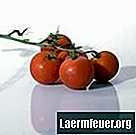 Kā iesaldēt neapstrādātus tomātus