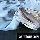 Hoe bevroren oesters te koken
