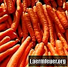 Comment faire pousser des carottes hydroponiques