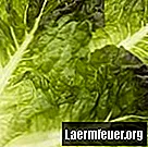 Cum se deshidratează salata verde