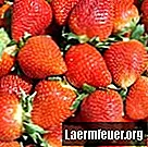 Hvordan dehydrere jordbær