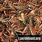 Як відрізнити раків від омарів