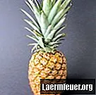 Hur man berättar när en ananas är mogen och redo att skördas från foten