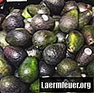 Hvordan vite om en avokado har råtnet