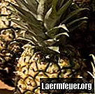 Hvordan vite om en ananas er råtten