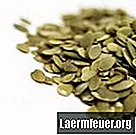 ¿Cuánto tiempo debes remojar las semillas de calabaza en agua?