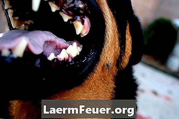 Est-ce normal que le chien perde des dents?