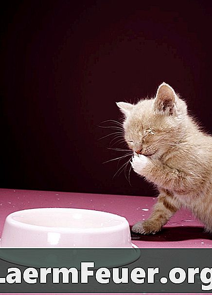 Är det säkert att ge mjölk till en kattunge om den inte ätas?