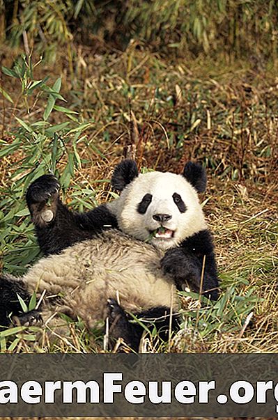 5 adattamenti per un panda