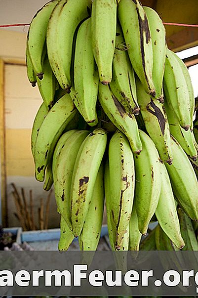 Je banán ovoce nebo zelenina?