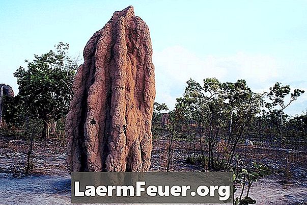Obrona termitów