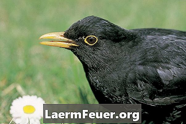 A diferença entre o corvo e o melro-preto