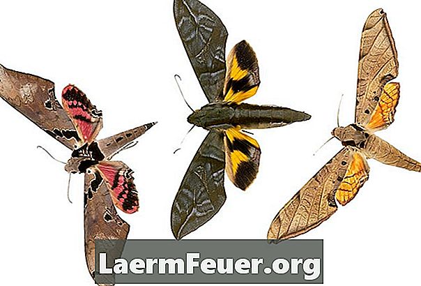 熱帯雨林における蛾の重要性