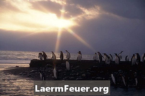 חשיבותם של הפינגווינים האמיתיים במערכת האקולוגית