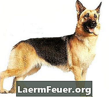 Den beste hundemat for tyske hyrder