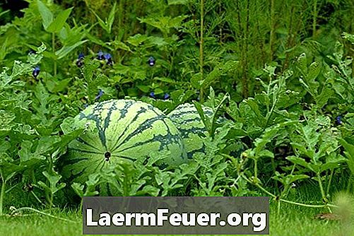 Den beste tiden å plante vannmeloner