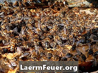 النحل الأفريقي والآثار الجانبية للخزات متعددة