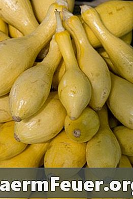 Zucchini mit verrottenden Portionen
