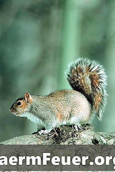 Oravade paaritumine ja tiinus