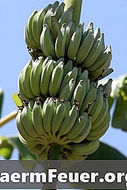 バナナの木への適応