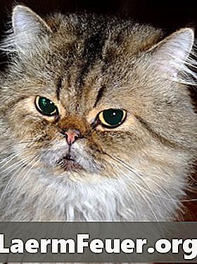 फारसी बिल्ली से एलर्जी