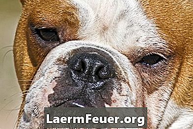 Engelsk Bulldog Skin Allergier og behandlinger