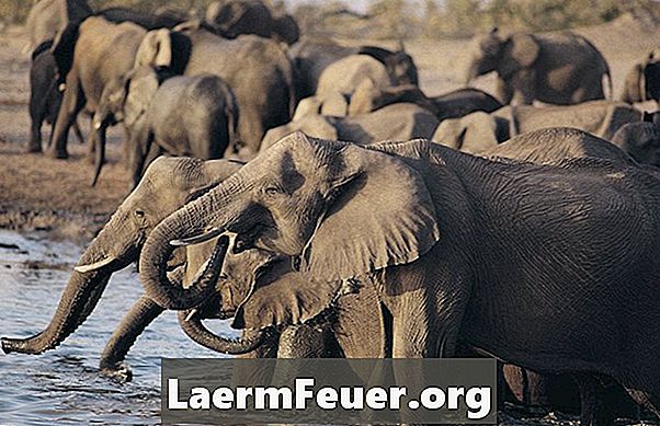 Interne anatomie van de Afrikaanse olifant