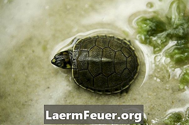 Anbefalte akvarier for rød-eared Turtle