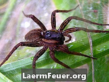 Aranhas domésticas comuns e seus hábitos de acasalamento