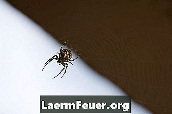 Skal edderkopper klatre på senger?