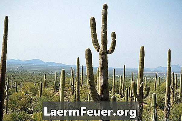 Basteln: Wie man einen Kaktus mit Dosen macht