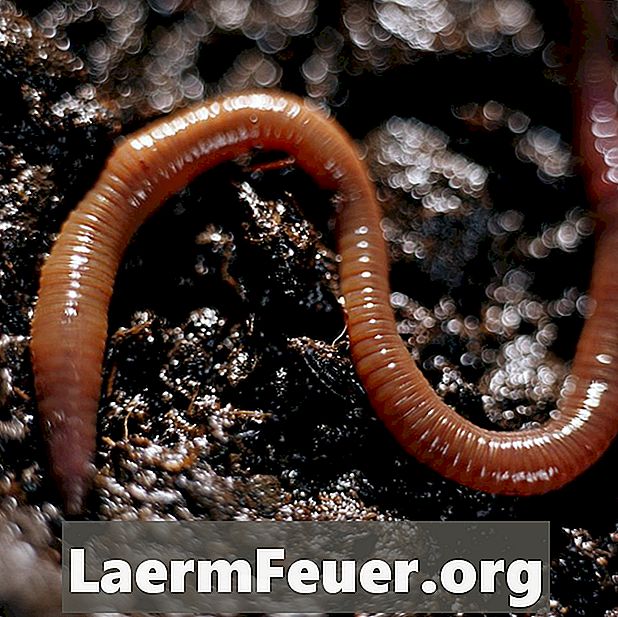 Earthworm Crafts for barnehage barn