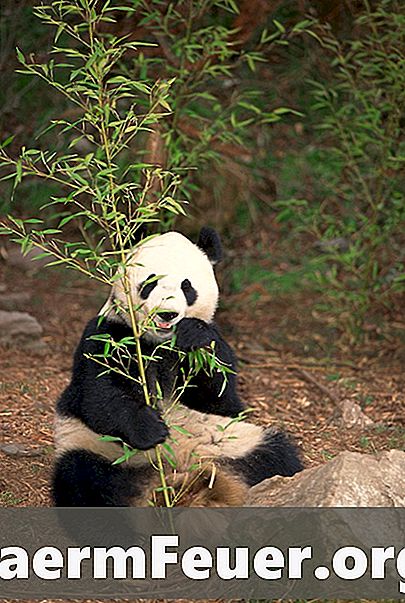 Konsekvenserne af truslen mod gigantiske pandaer