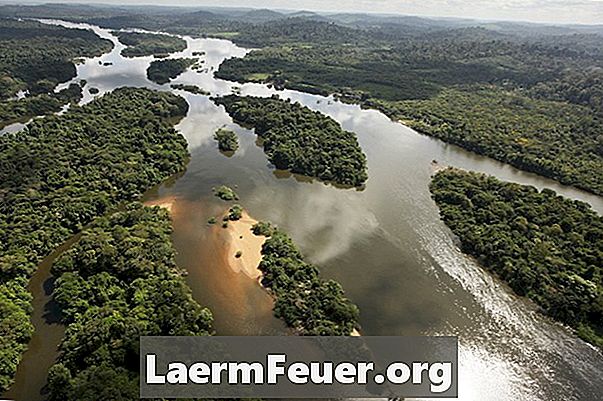 Amazones meža desmit galvenās iezīmes