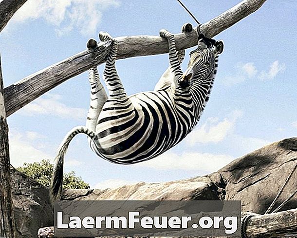 Lielākie zebras Pasaules kausa vēsturē