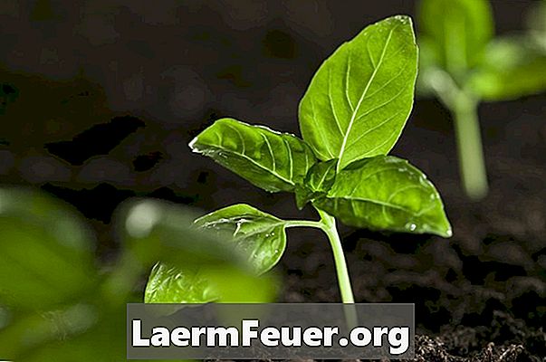 พืชจะเติบโตเมื่อรดน้ำด้วยน้ำและน้ำผลไม้หรือไม่?