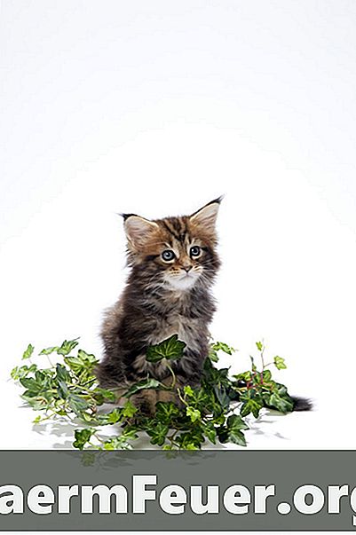 Le piante di basilico sono velenose per i gatti?
