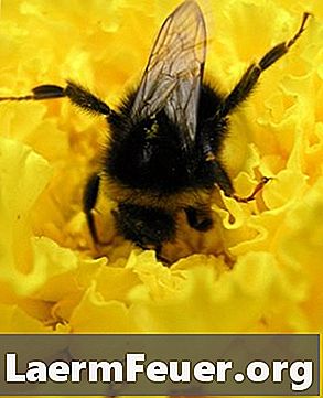 Діяльність та музика про бджіл для дітей