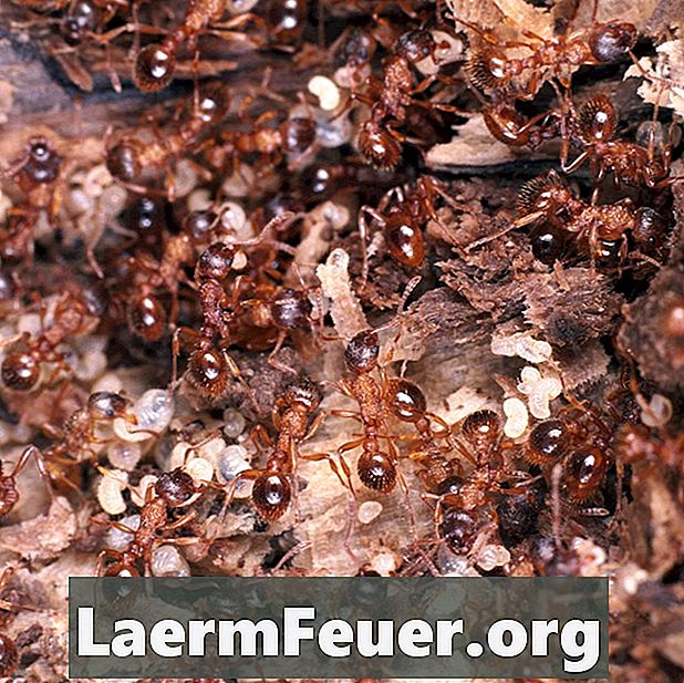 Hvordan drepe maur-cutters