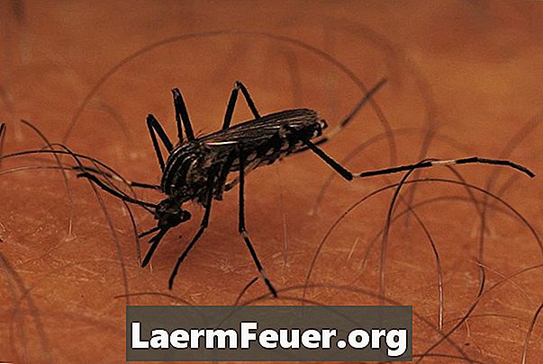 Как убить личинок комаров с помощью отбеливателя или уксуса?