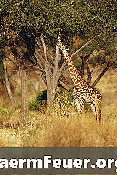 Características comportamentais da girafa