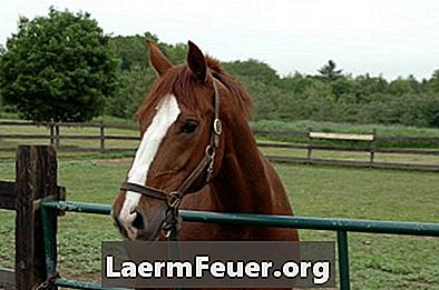 Castration av hästar och låg testosteron